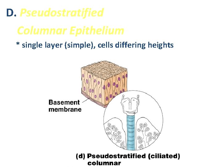 D. Pseudostratified Columnar Epithelium * single layer (simple), cells differing heights 