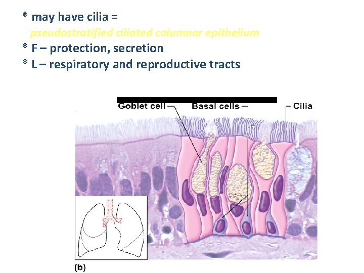 * may have cilia = pseudostratified ciliated columnar epithelium * F – protection, secretion