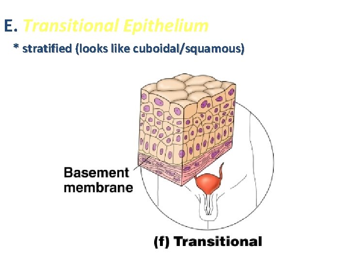 E. Transitional Epithelium * stratified (looks like cuboidal/squamous) 