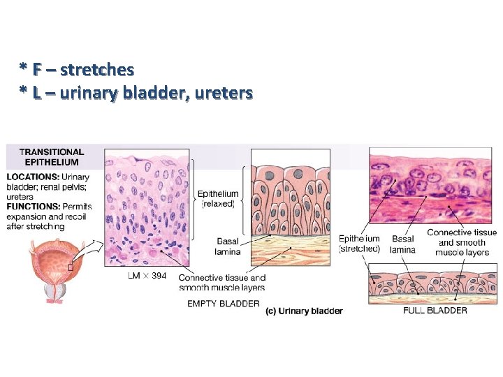 * F – stretches * L – urinary bladder, ureters 