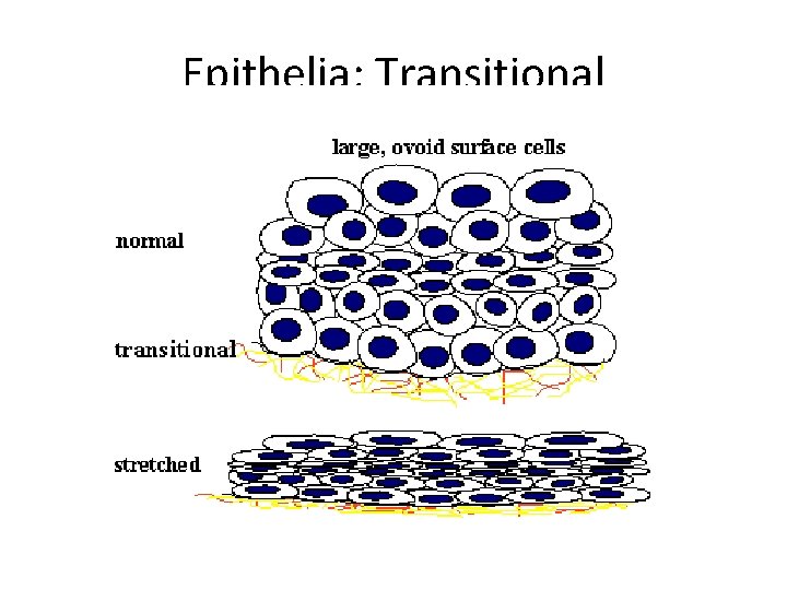Epithelia: Transitional 
