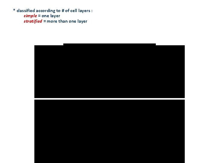 * classified according to # of cell layers : simple = one layer stratified