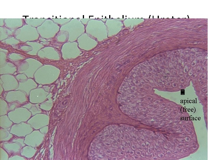 Transitional Epithelium (Ureter) 3 apical (free) surface 