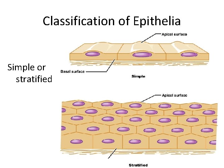 Classification of Epithelia Simple or stratified 
