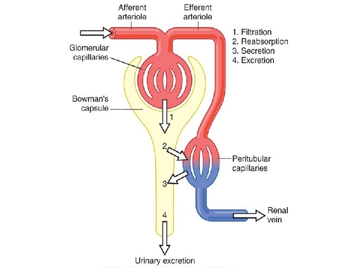 Urine Formation results from Glomerular Filtration Tubular Reabsorption
