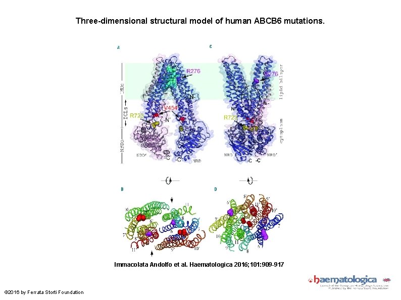 Three-dimensional structural model of human ABCB 6 mutations. Immacolata Andolfo et al. Haematologica 2016;