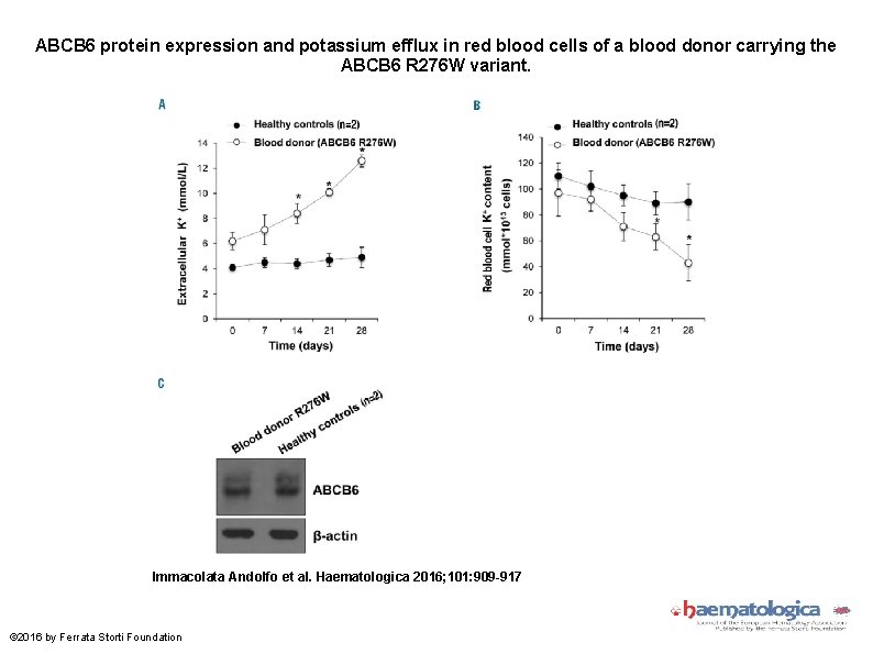 ABCB 6 protein expression and potassium efflux in red blood cells of a blood