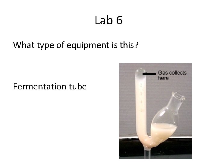 Lab 6 What type of equipment is this? Fermentation tube 