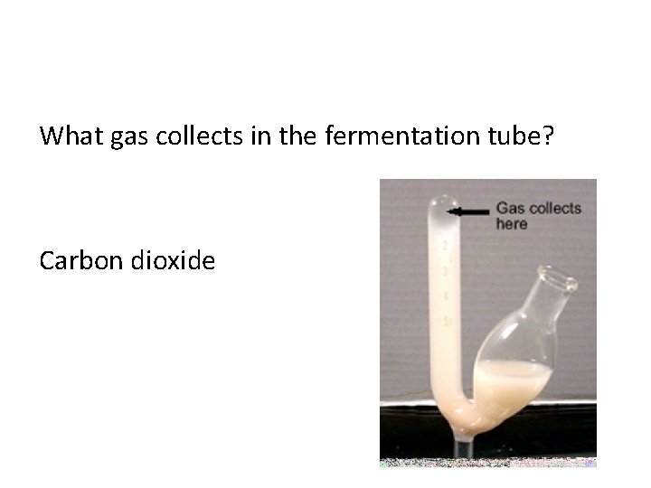 What gas collects in the fermentation tube? Carbon dioxide 