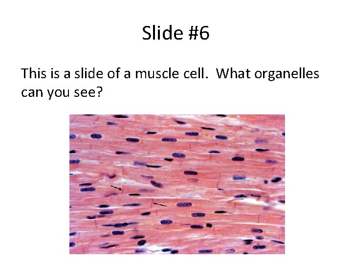 Slide #6 This is a slide of a muscle cell. What organelles can you