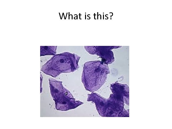 What is this? 
