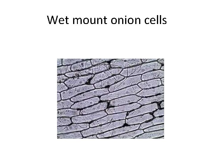 Wet mount onion cells 