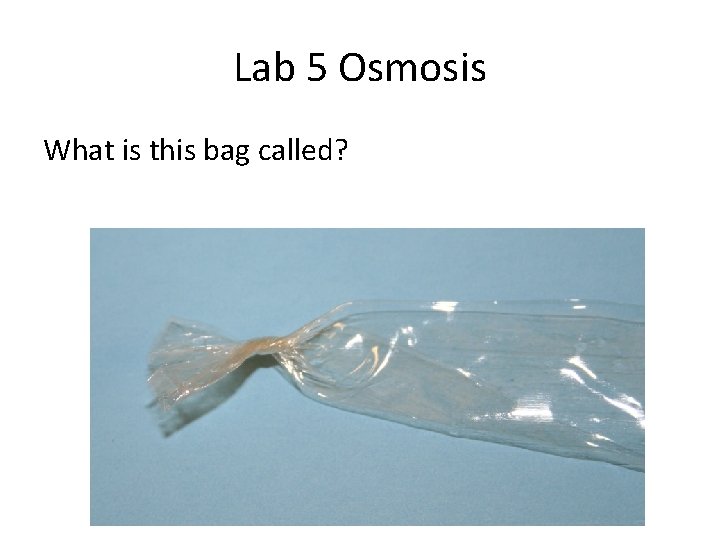 Lab 5 Osmosis What is this bag called? 