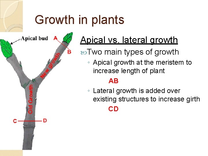 Growth in plants Apical vs. lateral growth Two main types of growth ◦ Apical