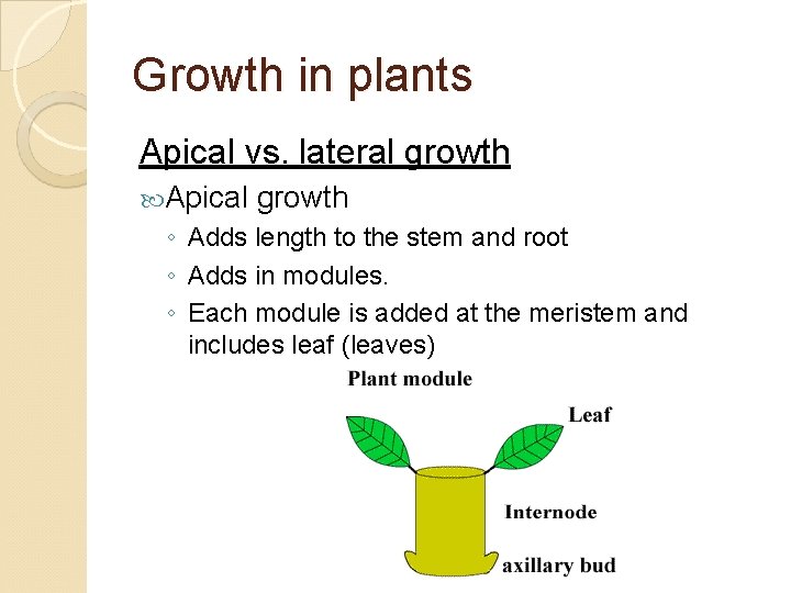 Growth in plants Apical vs. lateral growth Apical growth ◦ Adds length to the
