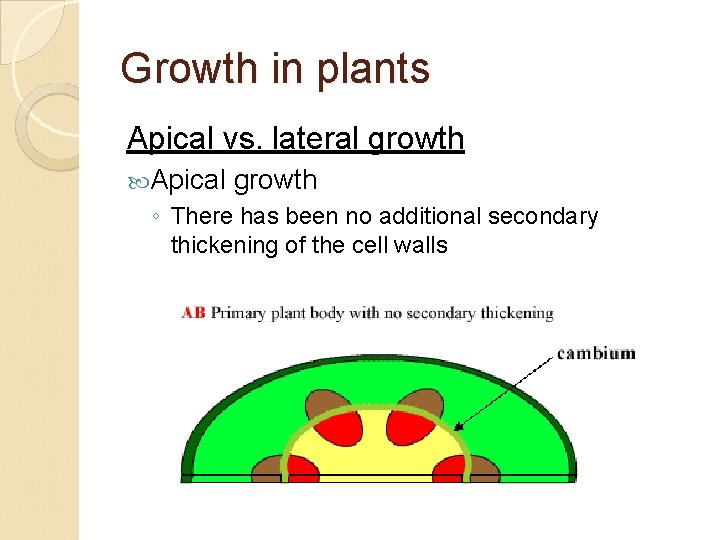 Growth in plants Apical vs. lateral growth Apical growth ◦ There has been no
