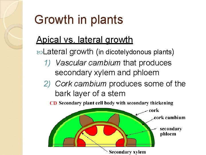 Growth in plants Apical vs. lateral growth Lateral growth (in dicotelydonous plants) 1) Vascular