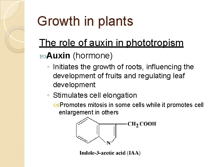 Growth in plants The role of auxin in phototropism Auxin (hormone) ◦ Initiates the