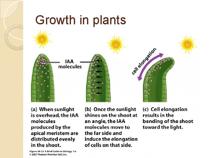 Growth in plants 