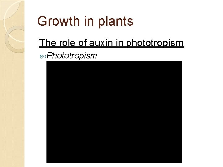 Growth in plants The role of auxin in phototropism Phototropism 