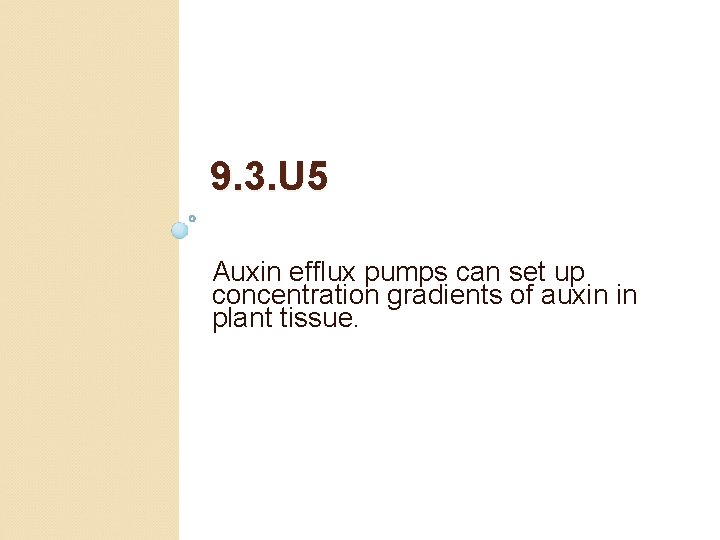 9. 3. U 5 Auxin efflux pumps can set up concentration gradients of auxin