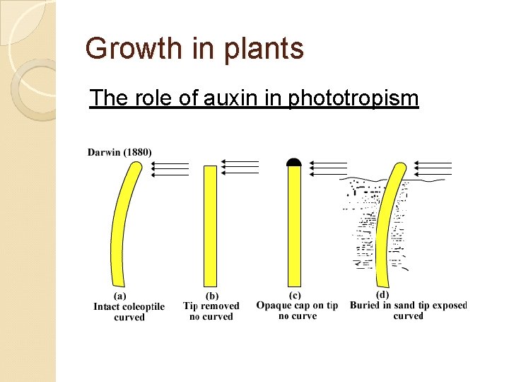 Growth in plants The role of auxin in phototropism 