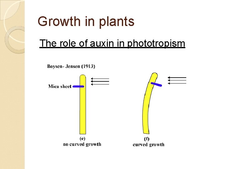Growth in plants The role of auxin in phototropism 