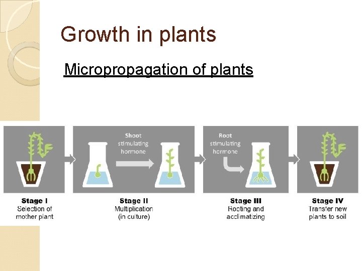 Growth in plants Micropropagation of plants 