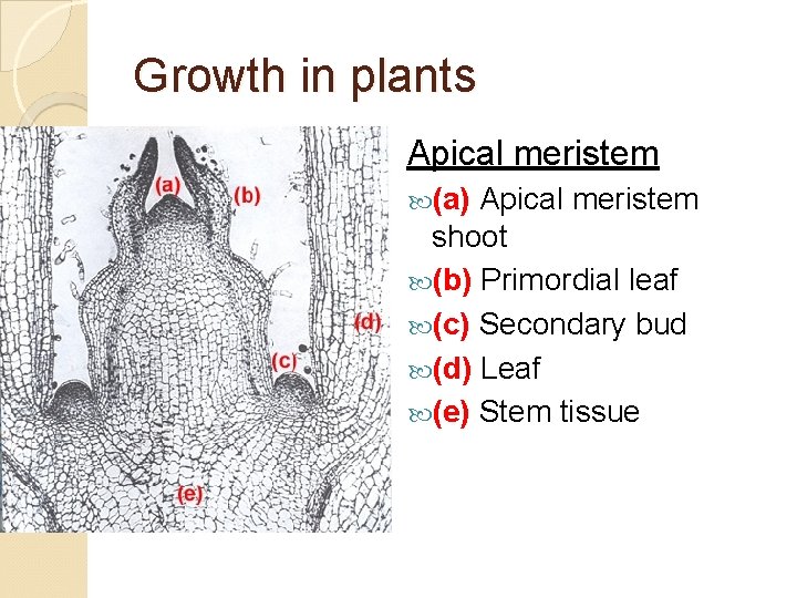 Growth in plants Apical meristem (a) Apical meristem shoot (b) Primordial leaf (c) Secondary