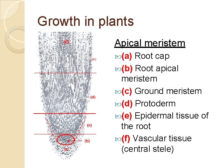 Growth in plants Apical meristem (a) Root cap (b) Root apical meristem (c) Ground