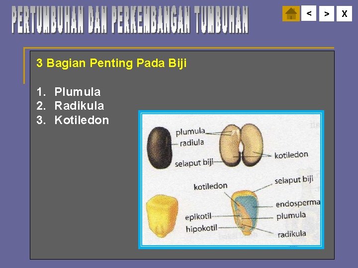 < 3 Bagian Penting Pada Biji 1. Plumula 2. Radikula 3. Kotiledon > X