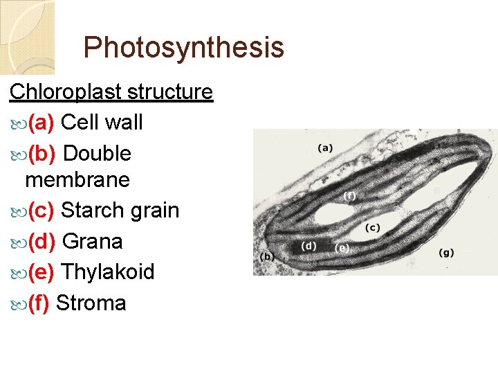 Photosynthesis Chloroplast structure (a) Cell wall (b) Double membrane (c) Starch grain (d) Grana
