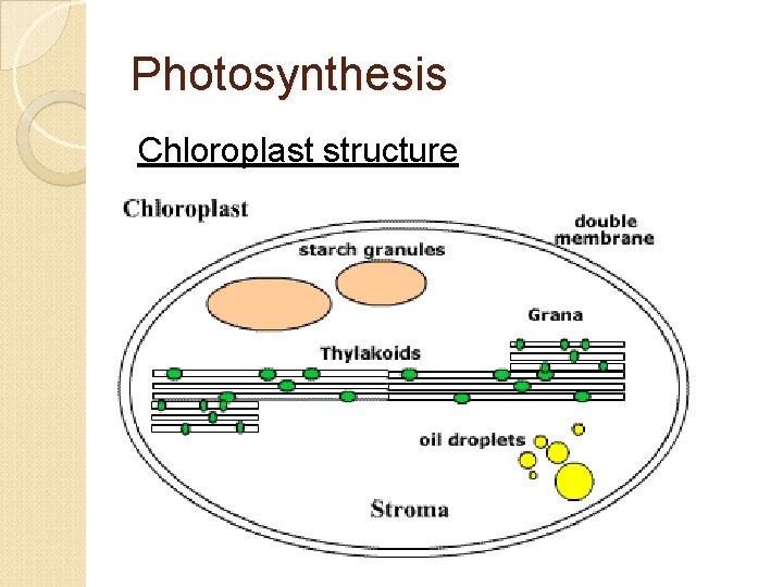 Photosynthesis Chloroplast structure 