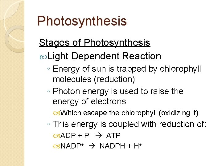 Photosynthesis Stages of Photosynthesis Light Dependent Reaction ◦ Energy of sun is trapped by