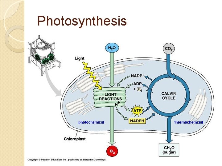Photosynthesis 
