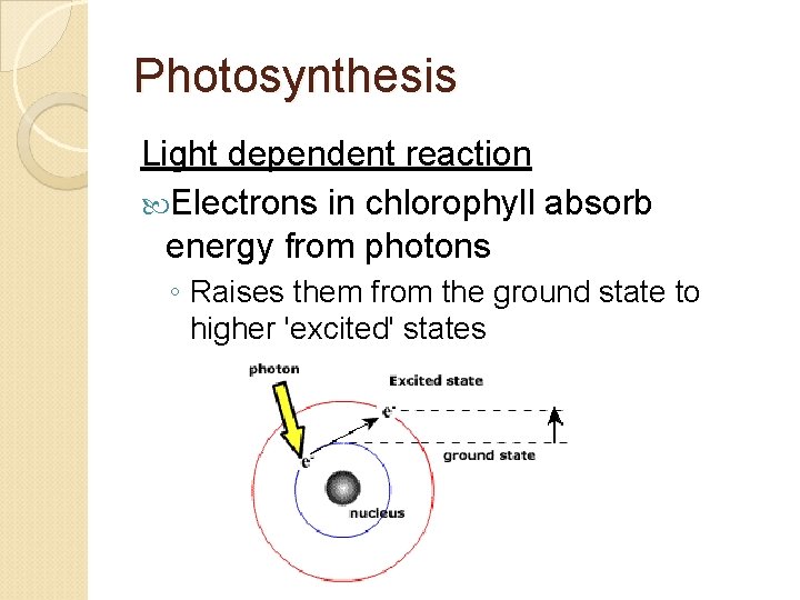 Photosynthesis Light dependent reaction Electrons in chlorophyll absorb energy from photons ◦ Raises them