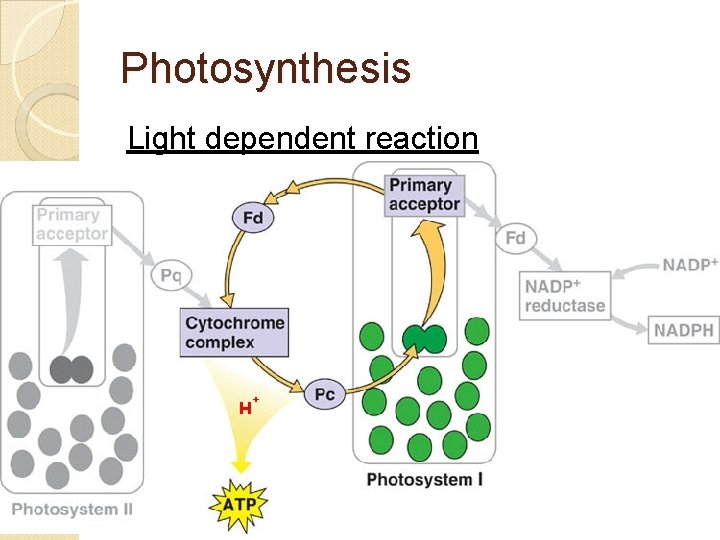 Photosynthesis Light dependent reaction 