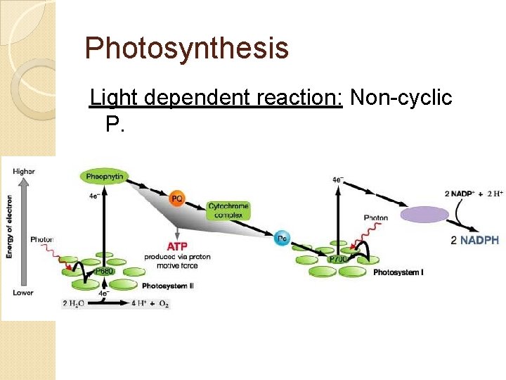 Photosynthesis Light dependent reaction: Non-cyclic P. 