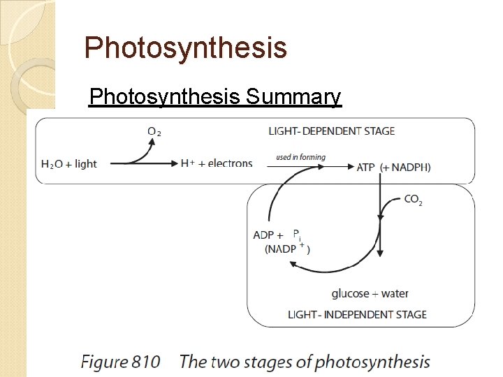 Photosynthesis Summary 