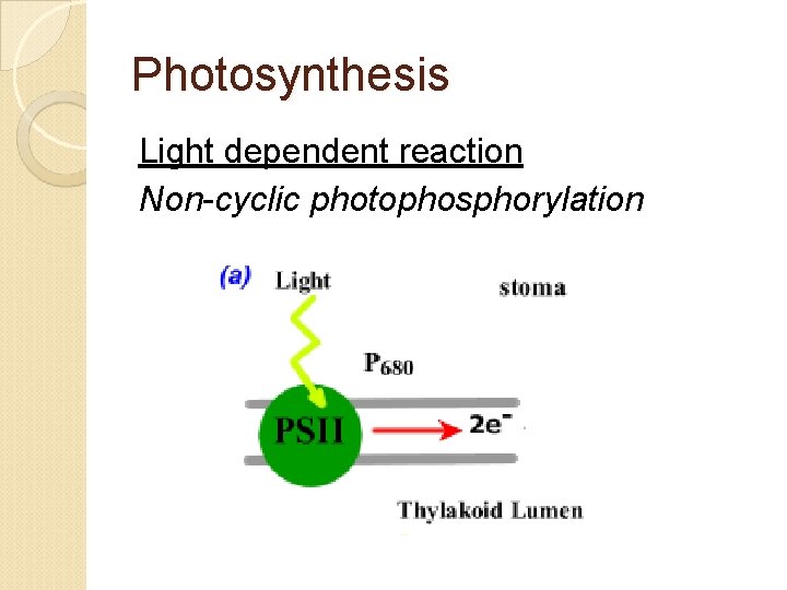 Photosynthesis Light dependent reaction Non-cyclic photophosphorylation 