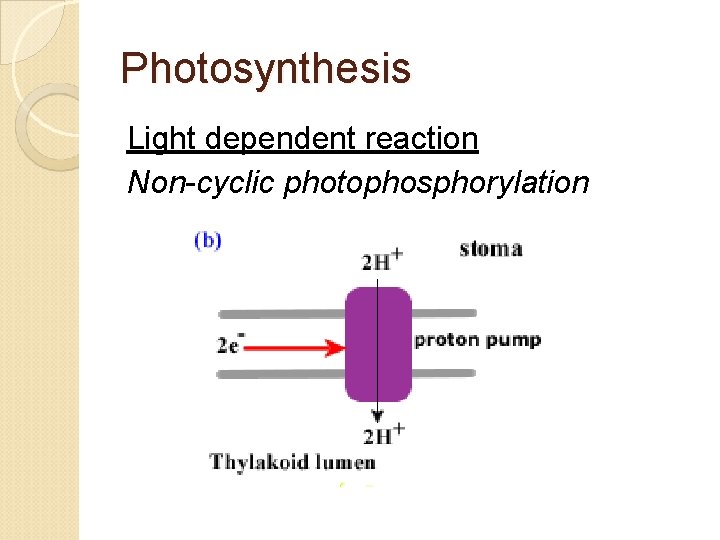 Photosynthesis Light dependent reaction Non-cyclic photophosphorylation 