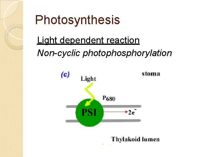 Photosynthesis Light dependent reaction Non-cyclic photophosphorylation 