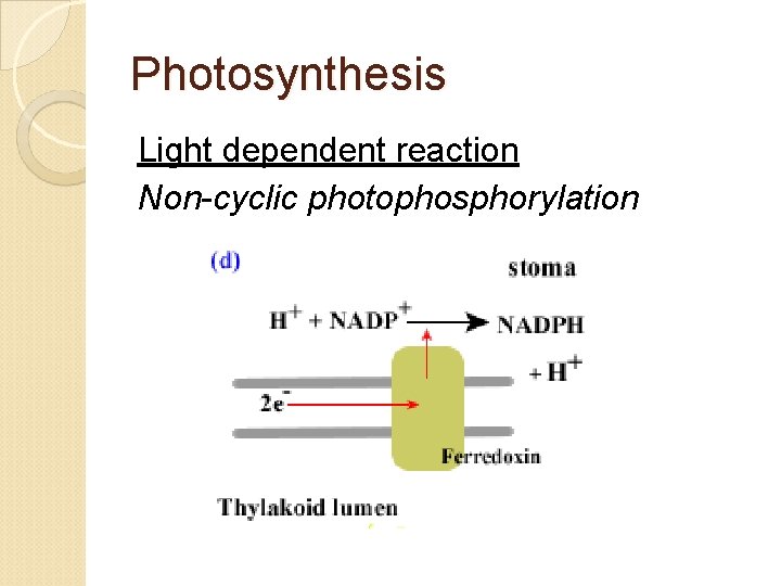 Photosynthesis Light dependent reaction Non-cyclic photophosphorylation 