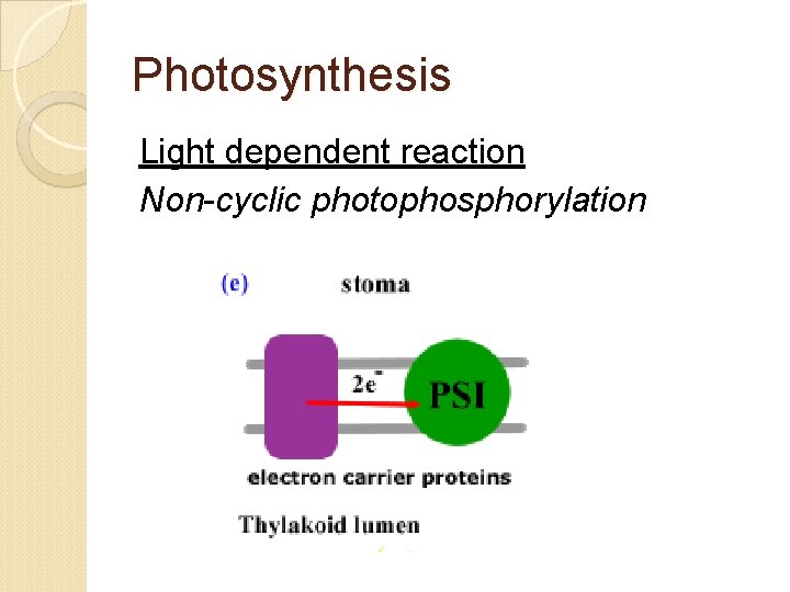 Photosynthesis Light dependent reaction Non-cyclic photophosphorylation 