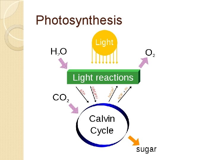 Photosynthesis 