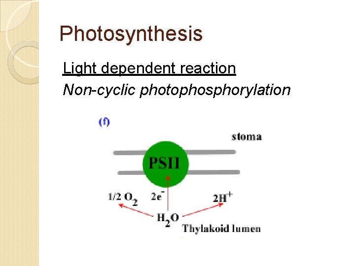 Photosynthesis Light dependent reaction Non-cyclic photophosphorylation 