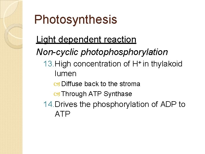 Photosynthesis Light dependent reaction Non-cyclic photophosphorylation 13. High concentration of H+ in thylakoid lumen