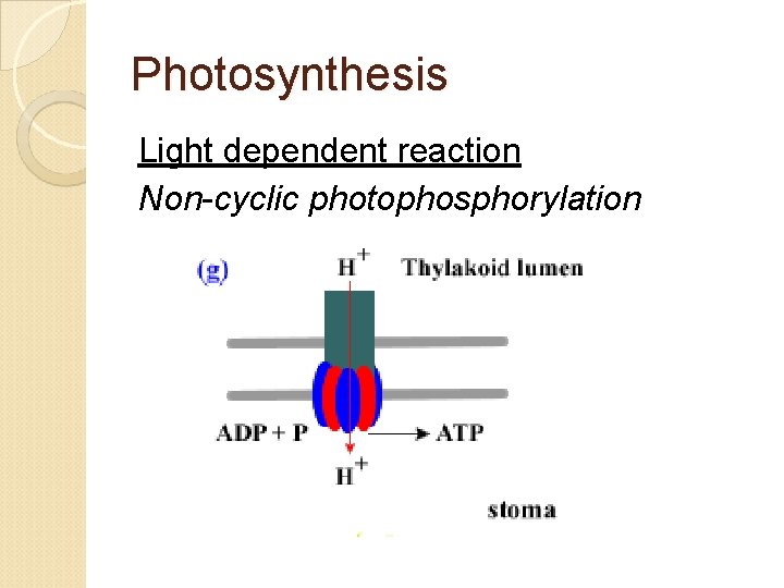 Photosynthesis Light dependent reaction Non-cyclic photophosphorylation 