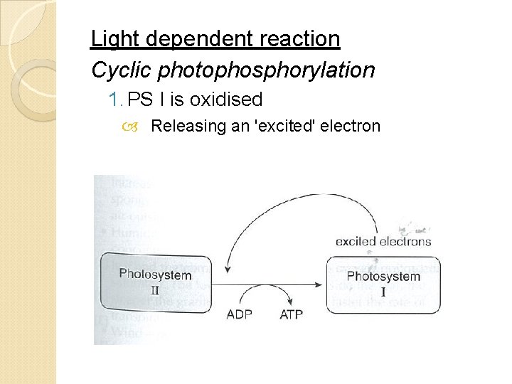 Light dependent reaction Cyclic photophosphorylation 1. PS I is oxidised Releasing an 'excited' electron