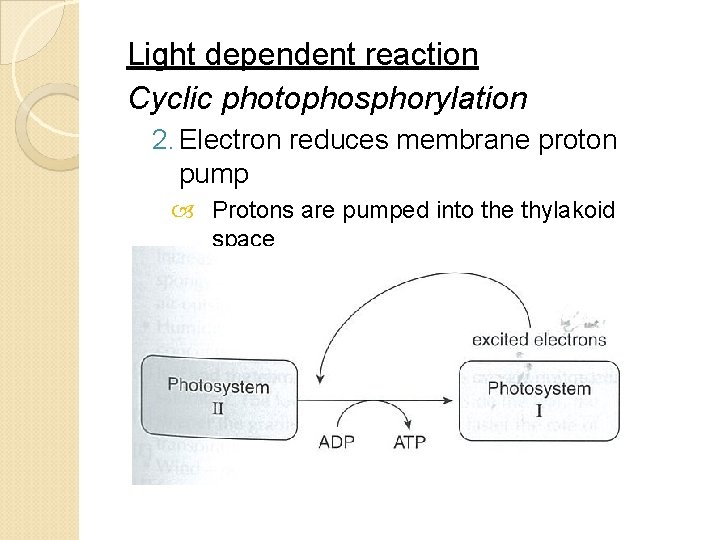 Light dependent reaction Cyclic photophosphorylation 2. Electron reduces membrane proton pump Protons are pumped
